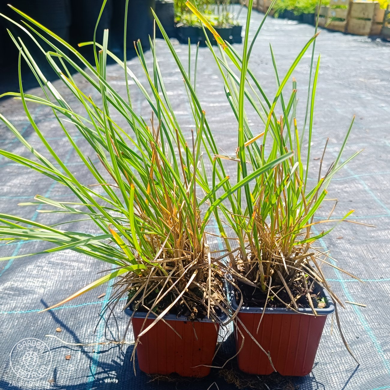 Obrázok Ostrevka dlhosteblová (Sesleria heufleriana) ‘BLUE PORCUPINE’® - kont. P9/P11